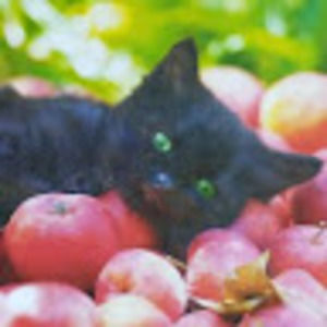 Meet your Posher, Lorelei